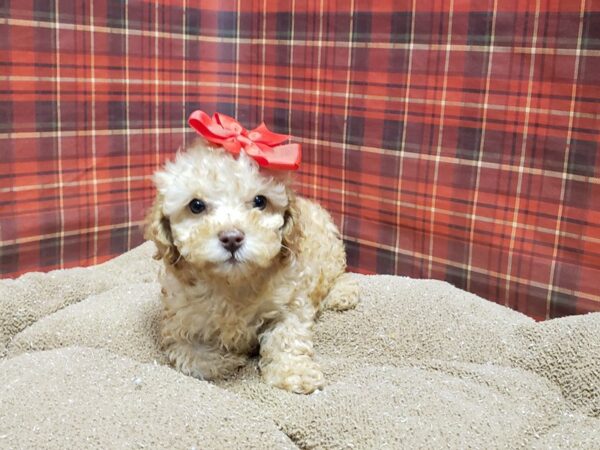 Poodle DOG Female blk 6102 Petland San Antonio, TX