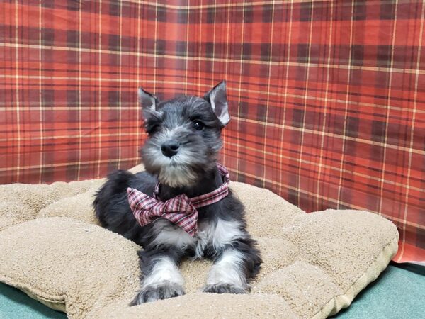 Min Schnauzer DOG Male blk & slvr 6104 Petland San Antonio, TX