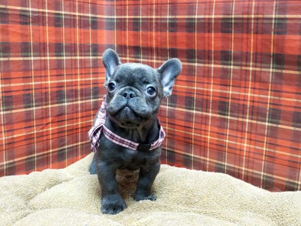 French Bulldog DOG Male bl 6112 Petland San Antonio, TX