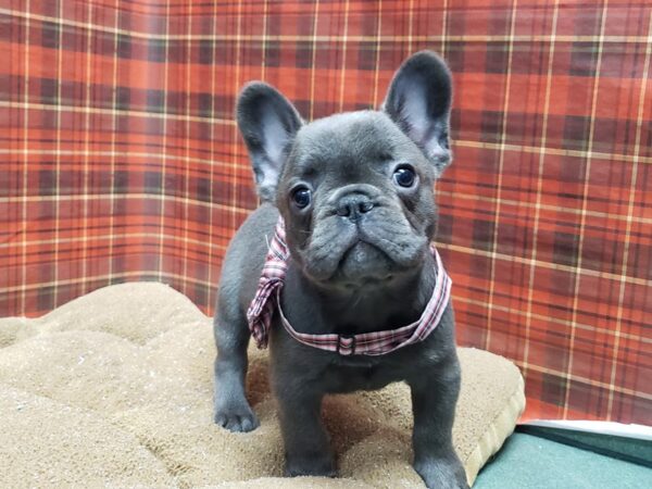 French Bulldog-DOG-Male-bl-6113-Petland San Antonio, TX