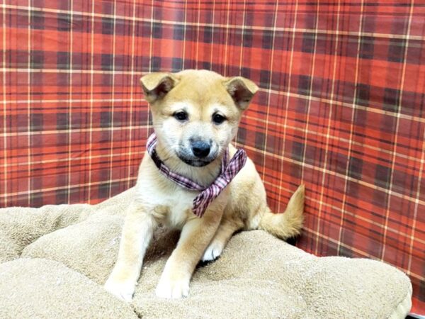 Shiba Inu DOG Male rd & wh 6114 Petland San Antonio, TX