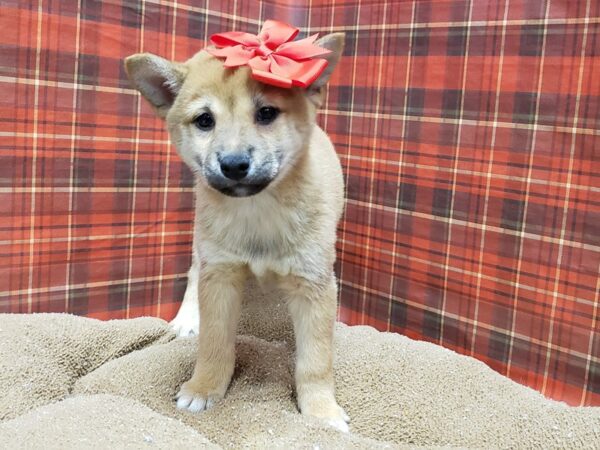 Shiba Inu DOG Female rd & wh 6115 Petland San Antonio, TX