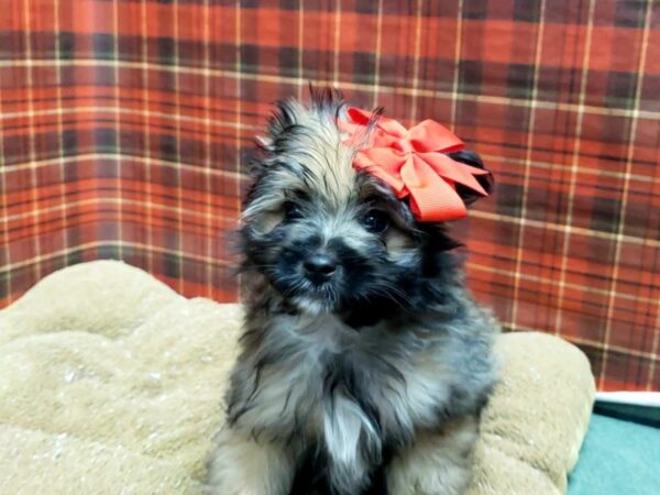 Havanese/Pomeranian-DOG-Female-gld-6118-Petland San Antonio, TX