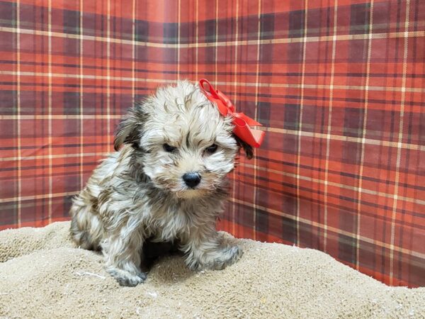 Morkie DOG Female rd sbl wh mkgs 6122 Petland San Antonio, TX