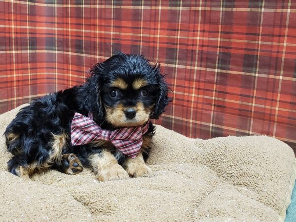 Cavalier King Charles Spaniel-DOG-Female-tri-6121-Petland San Antonio, TX