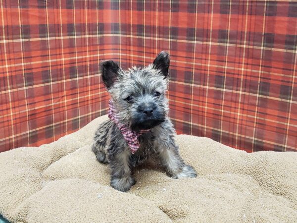 Cairn Terrier DOG Male rd/br 6120 Petland San Antonio, TX