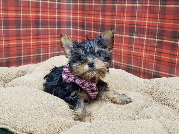 Yorkshire Terrier DOG Male blk & tn 6123 Petland San Antonio, TX