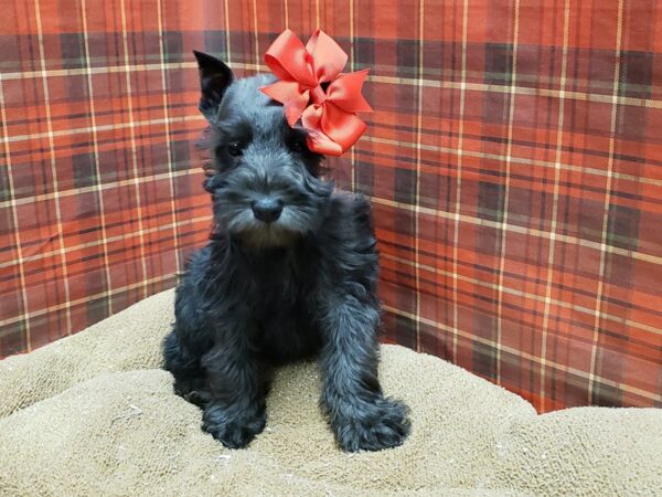 Min Schnauzer DOG Female blk 6105 Petland San Antonio, TX