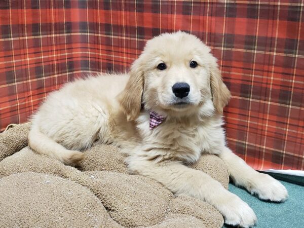 Golden Retriever DOG Male gldn 6106 Petland San Antonio, TX