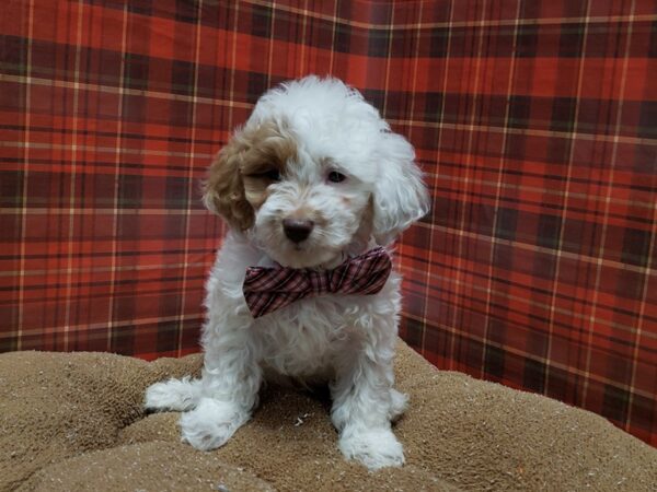 2nd Generation Mini Goldendoodle-DOG-Male-wh & rd parti-6116-Petland San Antonio, TX