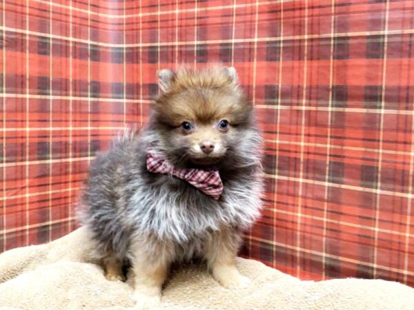 Pomeranian-DOG-Male-chlt sbl-6117-Petland San Antonio, TX