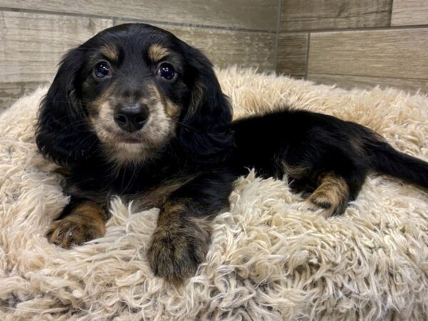 Dachshund DOG Male Black Brindle 8966 Petland San Antonio, TX