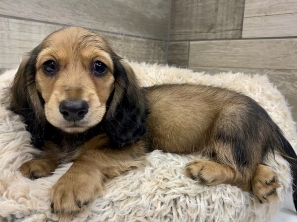 Dachshund DOG Male Cream Sable 8967 Petland San Antonio, TX