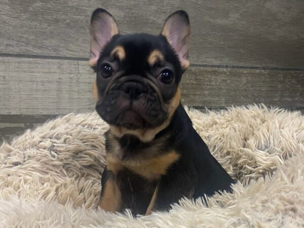 French Bulldog DOG Male Black & Tan 8968 Petland San Antonio, TX