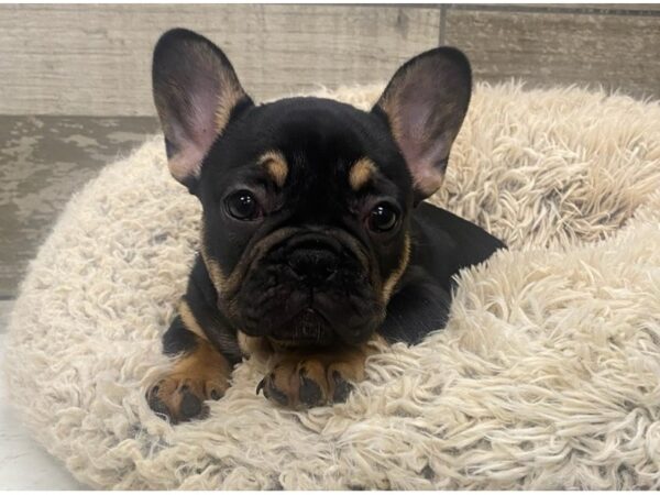 French Bulldog DOG Male Black & Tan 8969 Petland San Antonio, TX