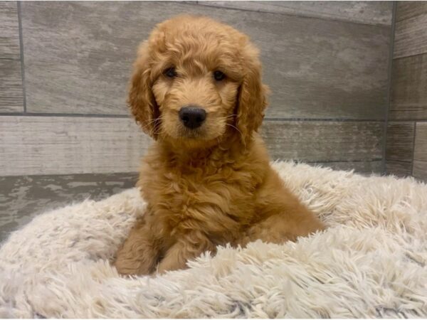 Goldendoodle DOG Male Red 8970 Petland San Antonio, TX