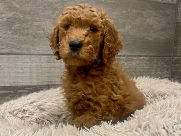 Goldendoodle-DOG-Female-Red-8971-Petland San Antonio, TX