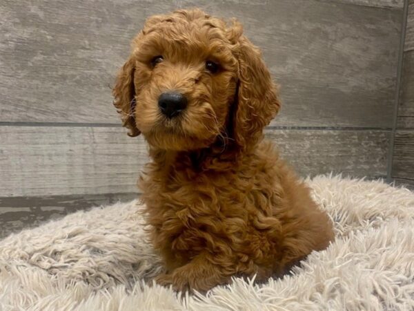 Goldendoodle DOG Female Red 8971 Petland San Antonio, TX