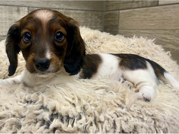 Dachshund DOG Male Black White & Tan 8979 Petland San Antonio, TX