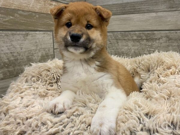 Shiba Inu DOG Male Red & White 8960 Petland San Antonio, TX