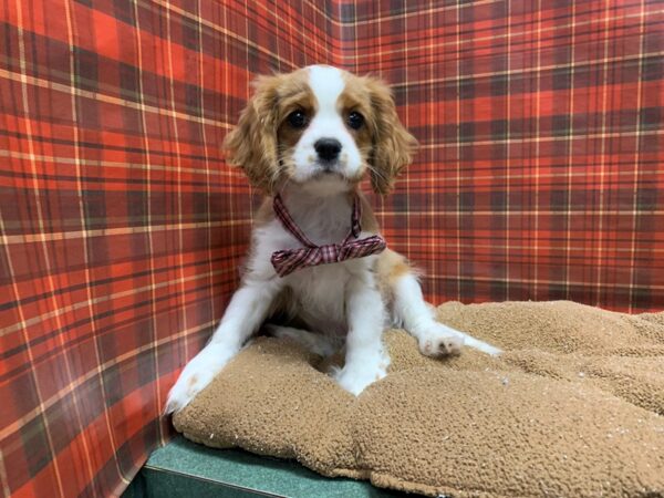Cavalier King Charles Spaniel-DOG-Male-bheim & wh-6075-Petland San Antonio, TX
