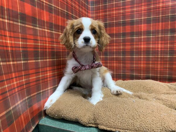 Cavalier King Charles Spaniel DOG Male bheim & wh 6075 Petland San Antonio, TX