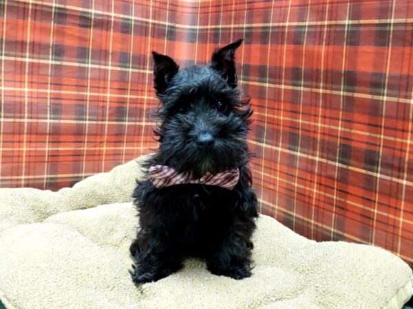 Min Schnauzer DOG Male blk 6093 Petland San Antonio, TX