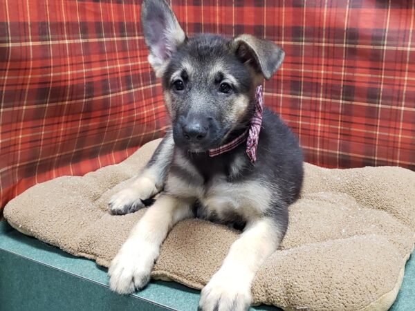 German Shepherd-DOG-Male-blk & tn-6124-Petland San Antonio, TX