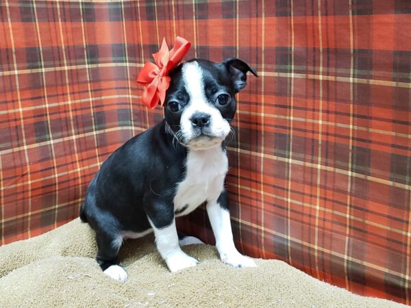 Boston Terrier DOG Female blk & wh 6125 Petland San Antonio, TX