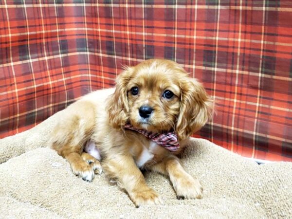 Cavalier King Charles Spaniel DOG Male rby 6126 Petland San Antonio, TX