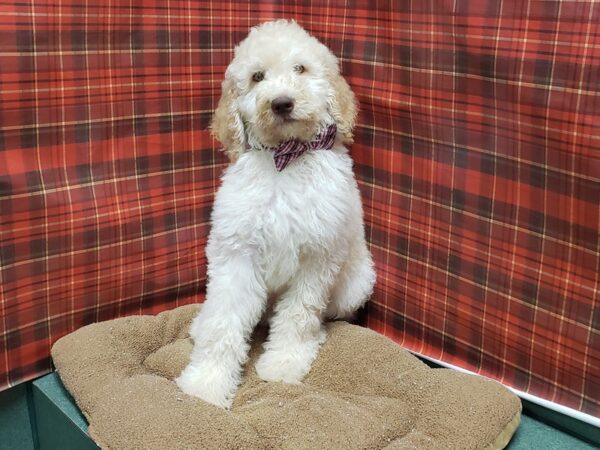 Goldendoodle DOG Male cr 6127 Petland San Antonio, TX