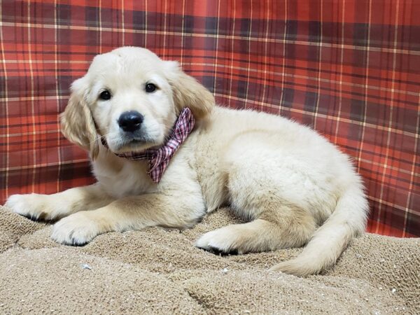 Golden Retriever DOG Male lgt gldn 6129 Petland San Antonio, TX