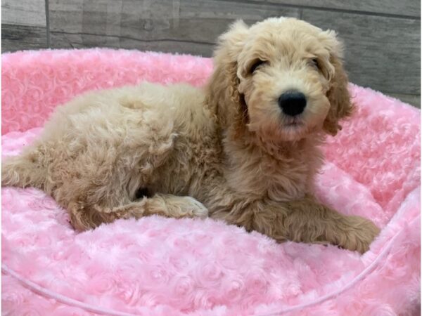 Goldendoodle DOG Female Golden 8984 Petland San Antonio, TX