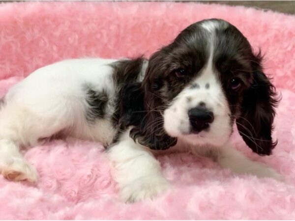 Cocker Spaniel-DOG-Female-Blue Merle & White-8985-Petland San Antonio, TX