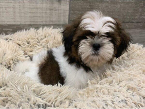 Teddy Bear-DOG-Male-Brown & White-8964-Petland San Antonio, TX