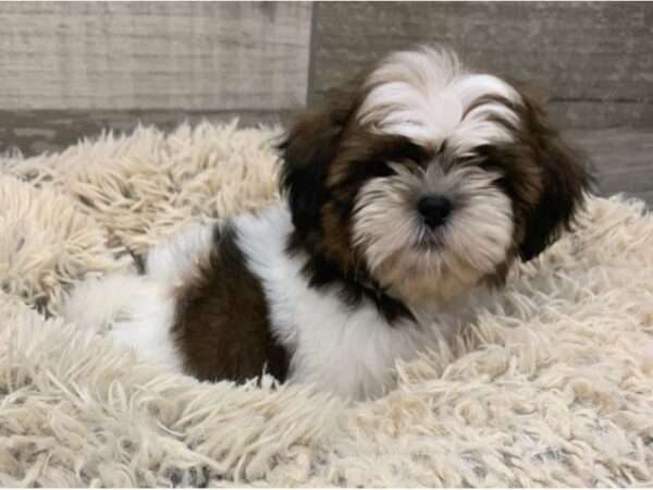 Teddy Bear DOG Male Brown & White 8964 Petland San Antonio, TX