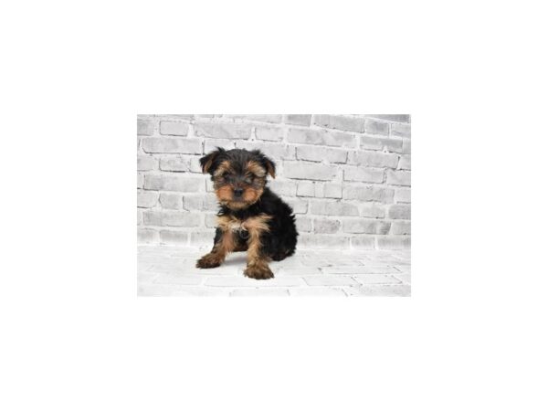 Yorkshire Terrier DOG Male Black and Gold 6132 Petland San Antonio, TX