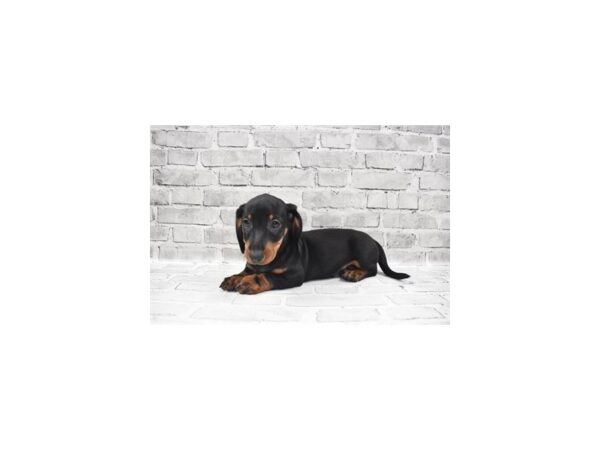 Dachshund-DOG-Male-Black and Tan-6130-Petland San Antonio, TX