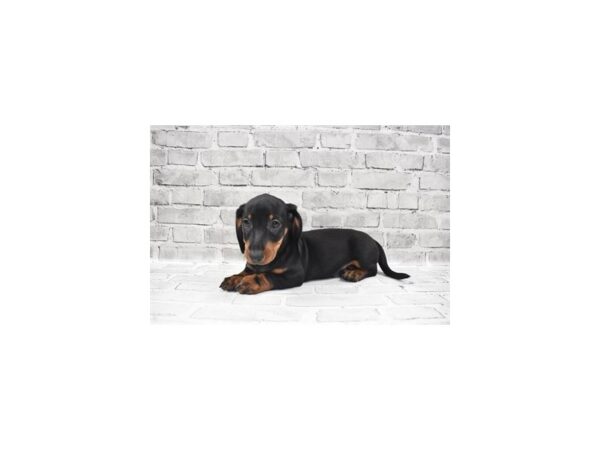 Dachshund DOG Male Black and Tan 6130 Petland San Antonio, TX