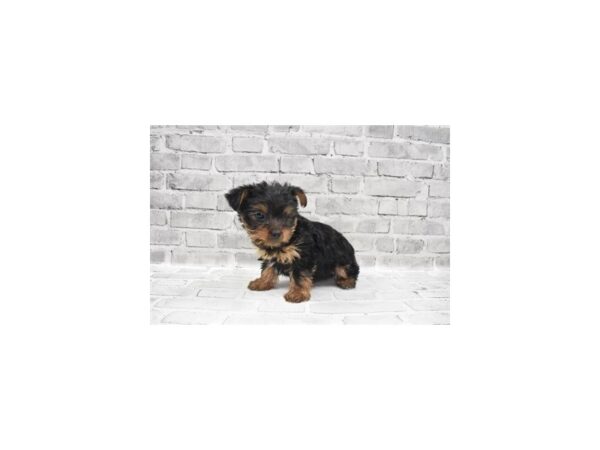 Yorkshire Terrier DOG Female Black and Gold 6133 Petland San Antonio, TX