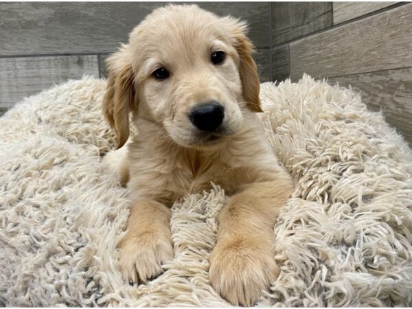 Golden Retriever DOG Female Golden 8981 Petland San Antonio, TX