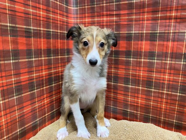 Shetland Sheepdog DOG Female s & w 6138 Petland San Antonio, TX