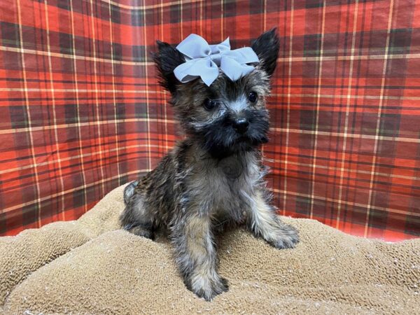 Cairn Terrier DOG Female rd & br 6137 Petland San Antonio, TX