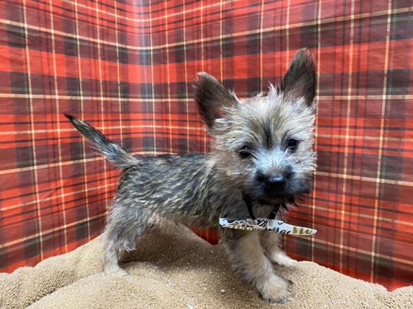 Cairn Terrier DOG Male rd & br 6136 Petland San Antonio, TX