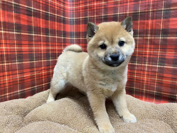 Shiba Inu-DOG-Female-rd sesme, wh mkgs-6134-Petland San Antonio, TX