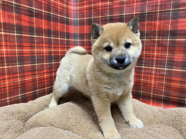 Shiba Inu DOG Female rd sesme, wh mkgs 6134 Petland San Antonio, TX