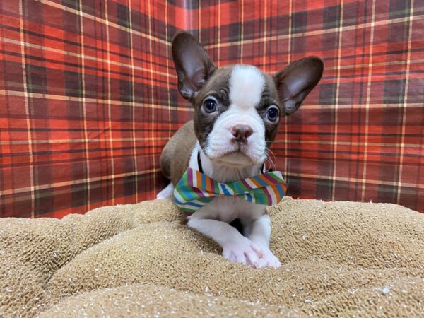 Boston Terrier DOG Male rd & wh 6135 Petland San Antonio, TX