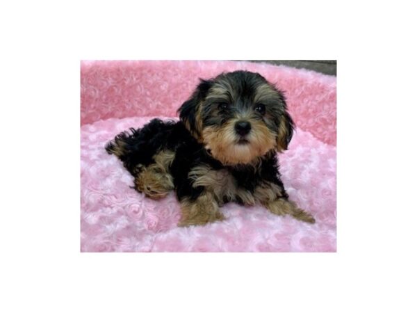 Yorkiepoo DOG Female Black & Tan 8989 Petland San Antonio, TX