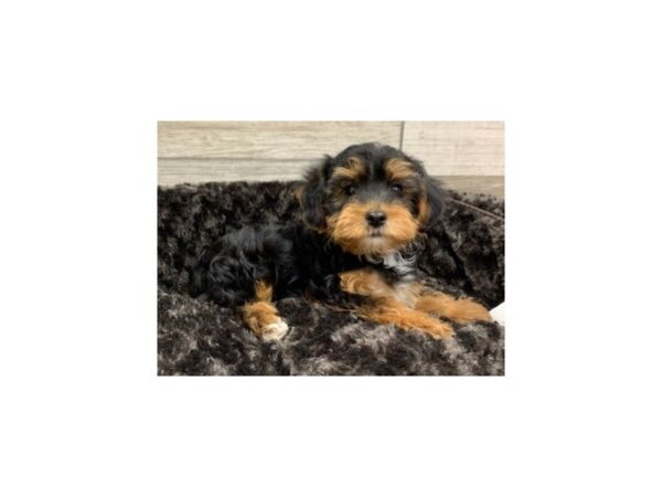 Yorkiepoo-DOG-Male-Black & Tan-8988-Petland San Antonio, TX