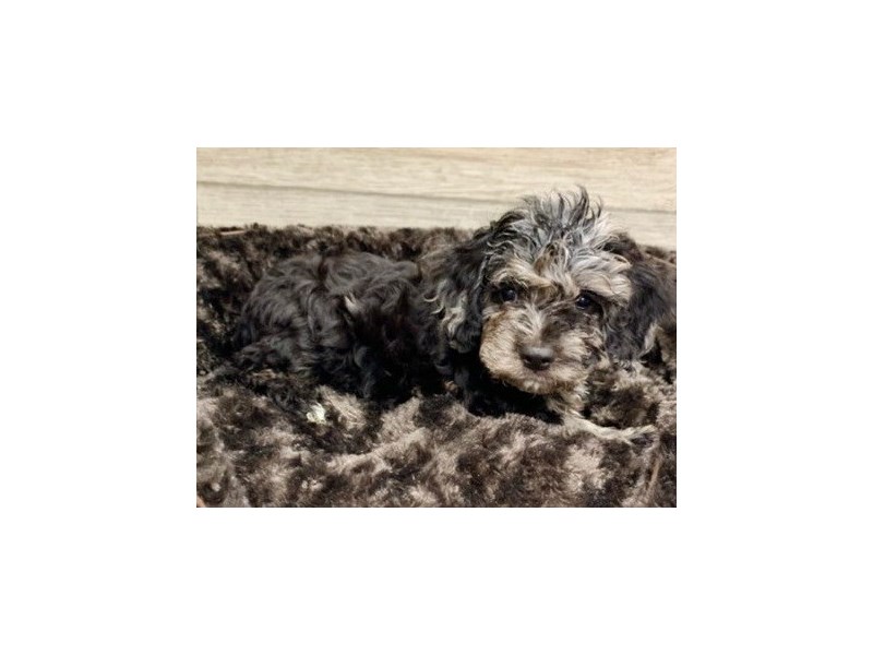 Cockapoo Puppy Blue Merle ID:8987 Located at Petland San Antonio, TX